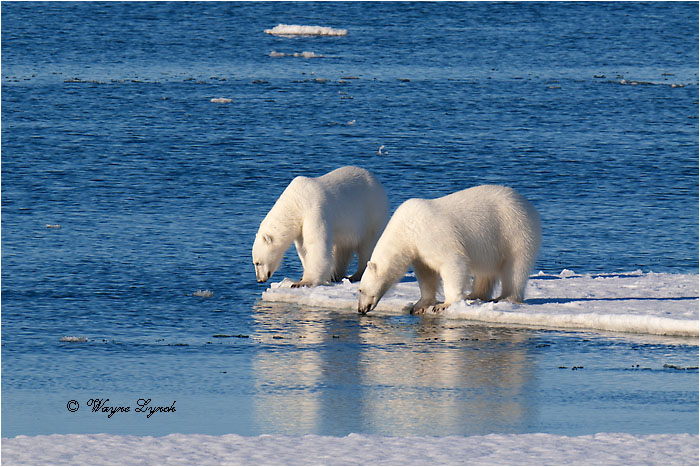 Polar Bears Interacting 110 by Dr. Wayne Lynch ©